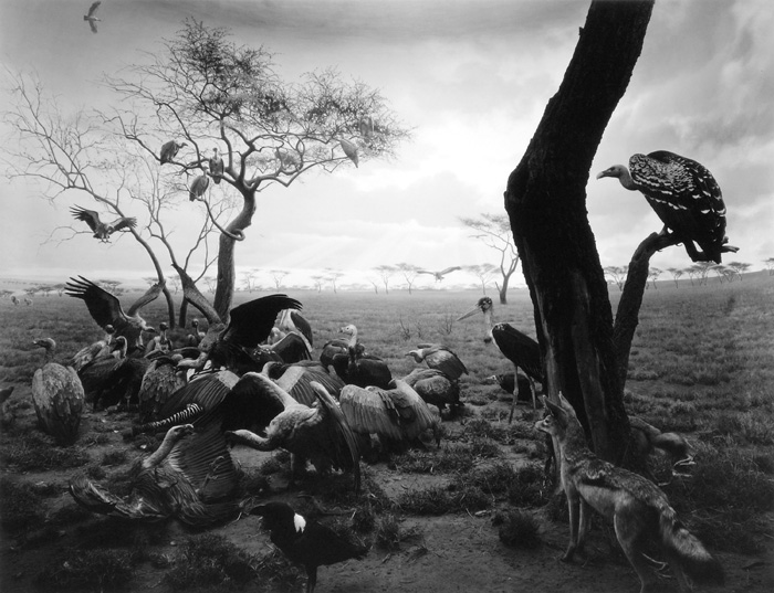 Hiroshi Sugimoto "Hyena" Hyena-Jackal-Vulture, 1976. Gelatin silver print. Edition 1/5. Private collection. Courtesy of the artist