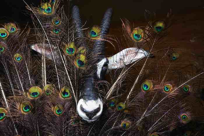 Mike McGregor, Preserve, 2014.